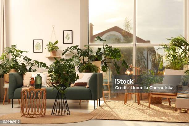 Stylish Room Interior With Different Houseplants And Furniture Near Window Stock Photo - Download Image Now