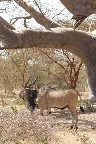 eland gigante (taurotragus derbianus), también conocido como lord derby eland, antílope de la sabana en la reserva de bandia, senegal. animal africano. safari en áfrica - senegal eland africa wildlife reserve fotografías e imágenes de stock