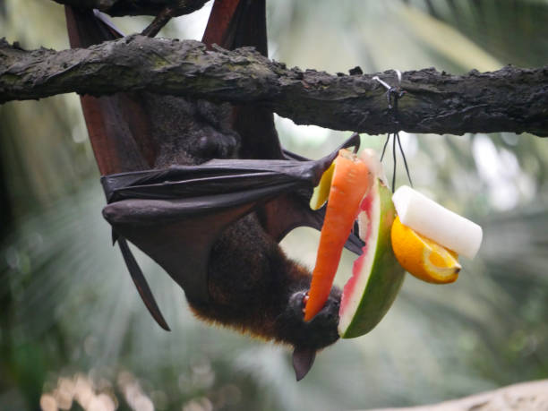 istock Male Fruit Bat also known as Indian flying fox 1399169229