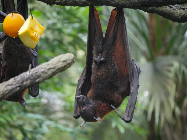 istock Male Fruit Bat also known as Indian flying fox 1399169248