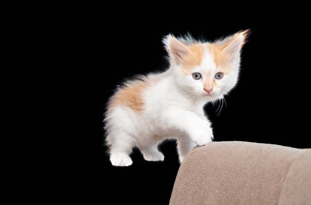kitten on isolated black background