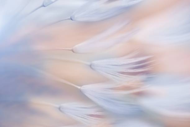 istock Soft abstract colorful background , abstract dandelion 1399169389
