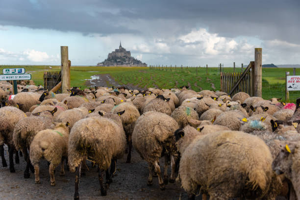 A flock of sheep is herded to a grassland where Mont Saint-Michel is in a distance background.