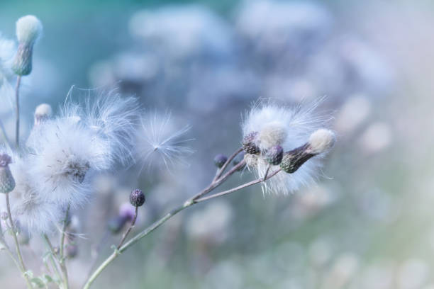 istock Thistle flower in bloom in summer. Plant background. Soft focus. Close up. Copy space. 1399172208
