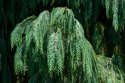 Cupressus cashmeriana, also known as  Bhutan cypress or Kashmir cypress, is an evergreen conifer native to the eastern Himalaya in Bhutan and adjacent areas of Arunachal Pradesh in north eastern India.