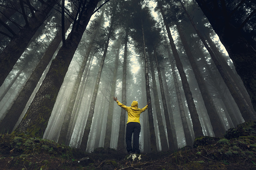 Female traveler with arms raised enjoying the forest on a foggy morning