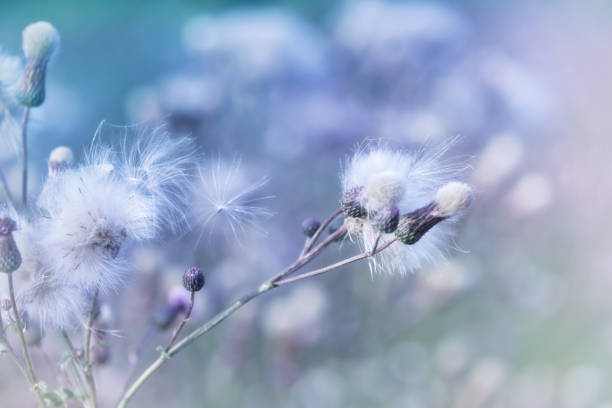 Thistle flower in bloom in summer. Plant background. Soft focus. Close up. Copy space.