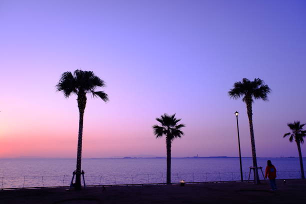 the landscapes of the beach with palm tree at the time of sunset