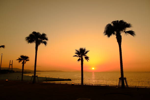 istock Coastal scenery of sunset and palm trees 1399175513