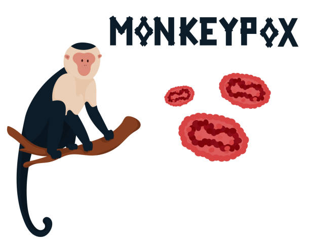 Vector illustration of monkeypox for awareness and warning of the spread of the disease Vector illustration of monkeypox. Epidemic from animals to humans capuchin monkey stock illustrations