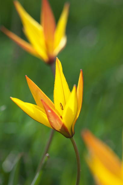 wild tulips of altitude; val d'oronaye - mercantour national park imagens e fotografias de stock