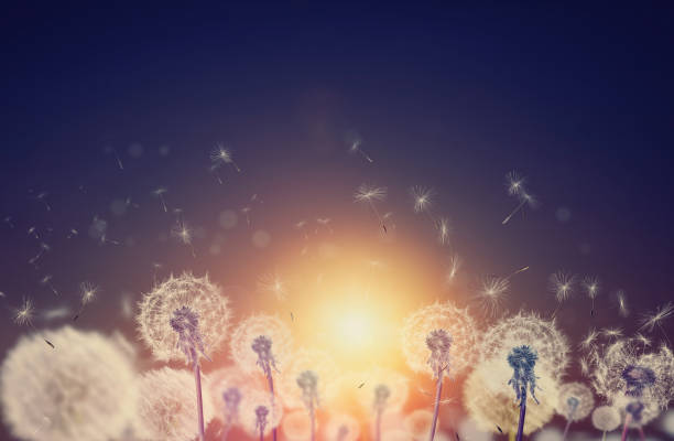 istock Beautiful fluffy dandelions and flying seeds outdoors at sunset 1399176757