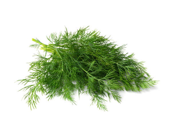 ディルスプリッグ分離 - fennel dill flower isolated ストックフォトと画像