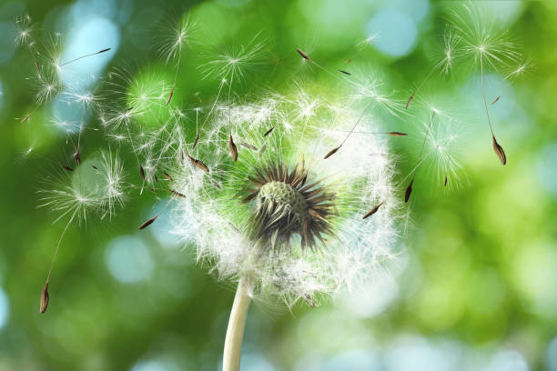 istock Beautiful fluffy dandelion and flying seeds outdoors on sunny day 1399176803