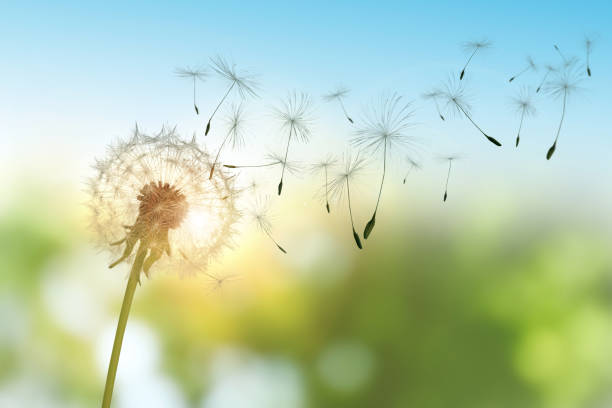 istock Beautiful fluffy dandelion and flying seeds outdoors on sunny day 1399176814