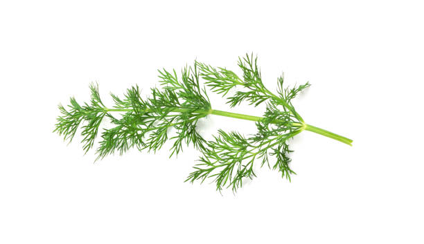 ディルスプリッグ分離 - fennel dill flower isolated ストックフォトと画像