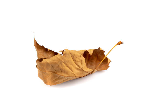 istock Sycamore Autumn Leaf Isolated 1399176837