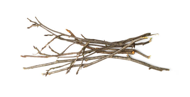 Branches Pile Isolated Branches pile isolated. Dry twigs pile ready for campfire, sticks, boughs heap for a fire, dry thin branches, brushwood bundle stock pictures, royalty-free photos & images