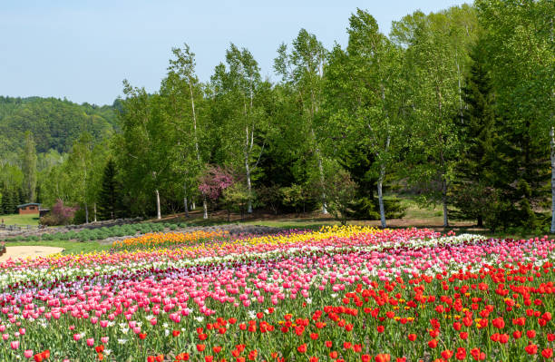 istock Tulips in Sapporo, Hokkaido. 1399177051