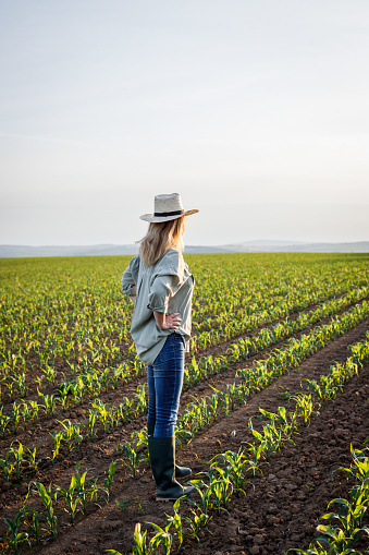 Proud satisfied farmer is looking at corn field in cultivated land. Woman with straw hat standing in agricultural field