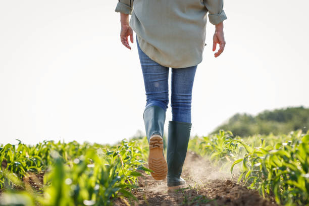 Farmer with rubber boots is walks in dry cornfield stock photo