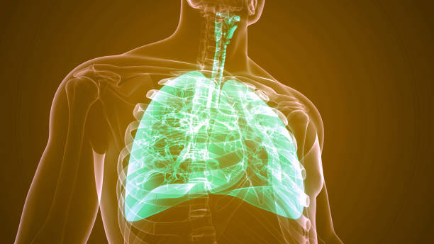 istock Human Respiratory System Lungs Anatomy 1399177901
