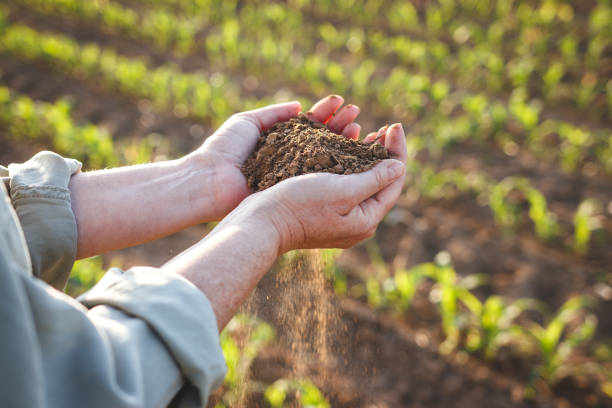 Woman holding dry soil in hands and control quality of fertility at agricultural field stock photo