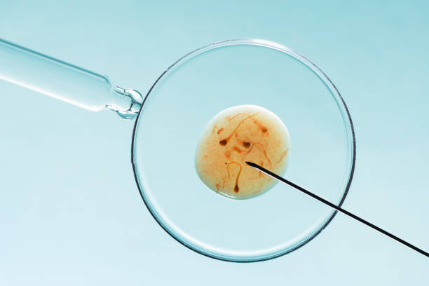 Swimming sperm race to impregnate a fertile human egg 3D illustration