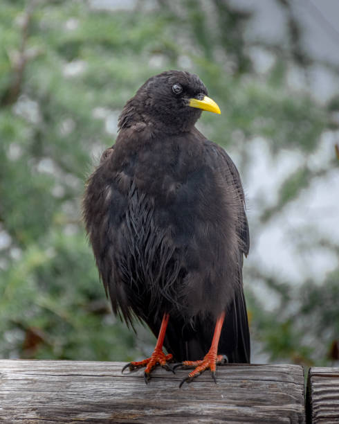 istock Alpine Chough (Pyrrhocorax graculus) in the Bavarian Alps, Mount Jenner Germany 1399180549