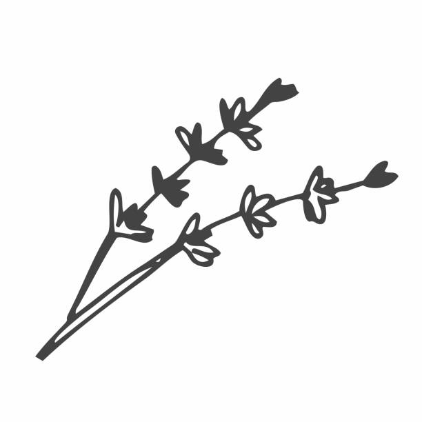 Lavender bunch with monochrome outlines, sketch vector illustration isolated on white background. Hand drawn doodle of botanical element. Lavender flowers Lavender bunch with monochrome outlines, sketch vector illustration isolated on white background. Hand drawn doodle of botanical element. Elegant bouquet of provence flowers. turkey tattoo stock illustrations