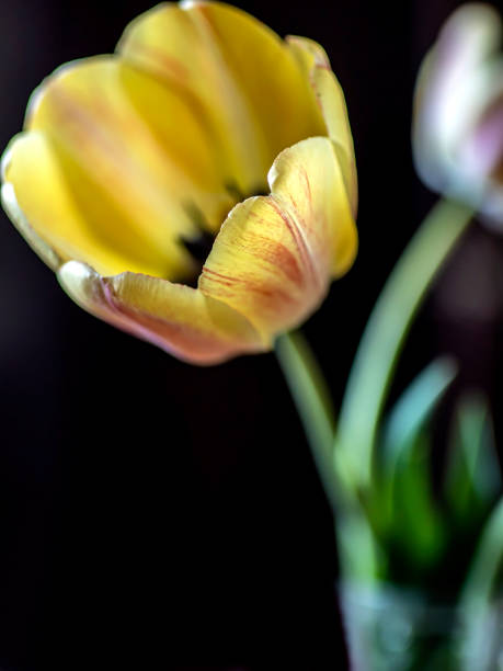 istock yellow tulips in a vase on a table 1399182191