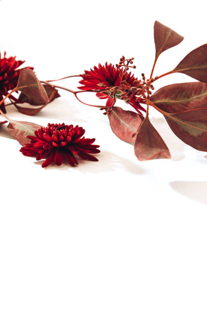 istock Patern of chrysanthemums and eucalyptus leaves on white background. Flat lay 1399182383