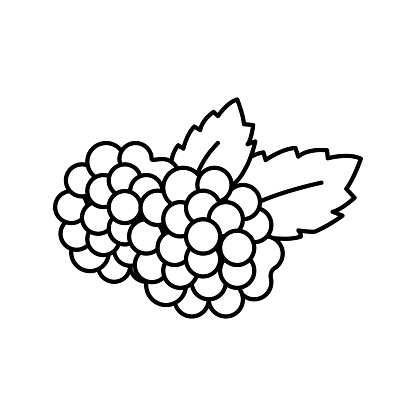 blackberry berry line icon vector. blackberry berry sign. isolated contour symbol black illustration