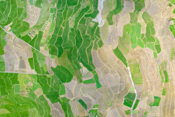 Aerial view of rice fields in China
