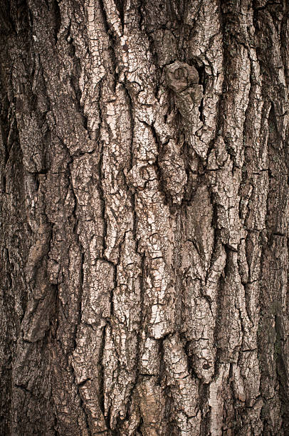 Bark of Oak Tree stock photo