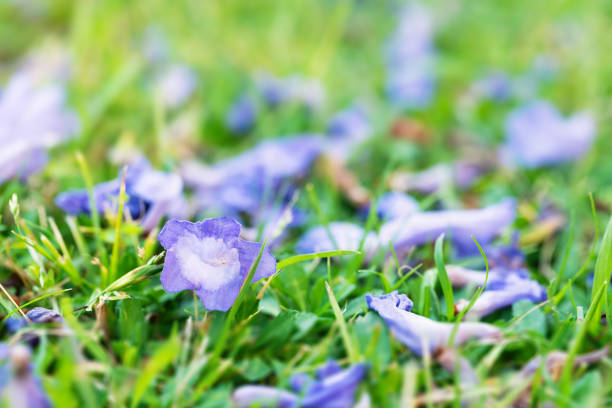 purple flowers with blurry background