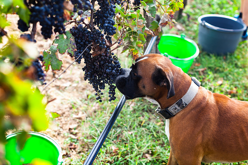 Boxer Dog Trying to Eat Grapes from Vineyard