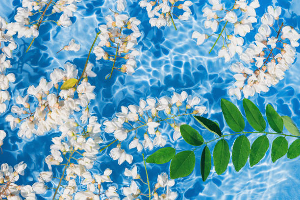 istock White acacia flowers in blue transparent water. Summer composition with sun and shadows. Nature concept. Top view. Selective focus 1399190607