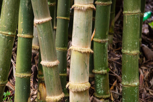 istock green bamboo stems close up dark mood style. 1399191393