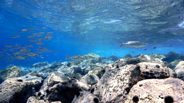 istock Beautiful underwater landscape and aquarium in blue light 1399192224