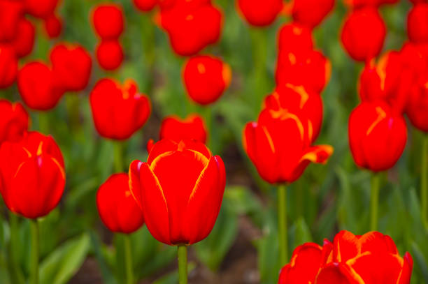 istock colorful tulips field 1399192257