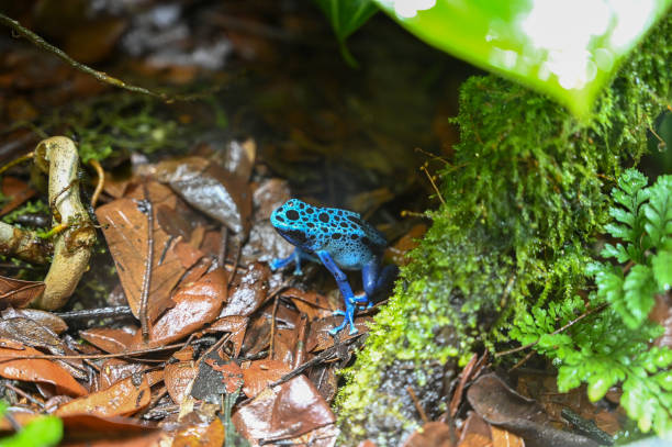 Poison dart frog also known as poison arrow frog Poison dart frog (also known as dart-poison frog, poison frog or formerly known as poison arrow frog) is the common name of a group of frogs in the family Dendrobatidae which are native to tropical Central and South America. dendrobatidae stock pictures, royalty-free photos & images