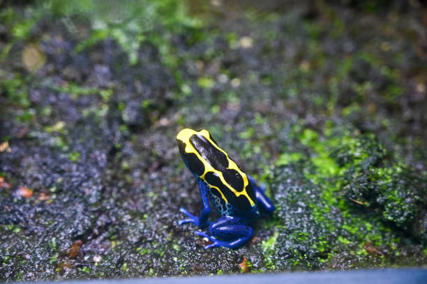 Poison dart frog also known as poison arrow frog Poison dart frog (also known as dart-poison frog, poison frog or formerly known as poison arrow frog) is the common name of a group of frogs in the family Dendrobatidae which are native to tropical Central and South America. dendrobatidae stock pictures, royalty-free photos & images