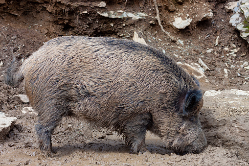 Wild boar covered in mud. Pyrenees mountain fauna