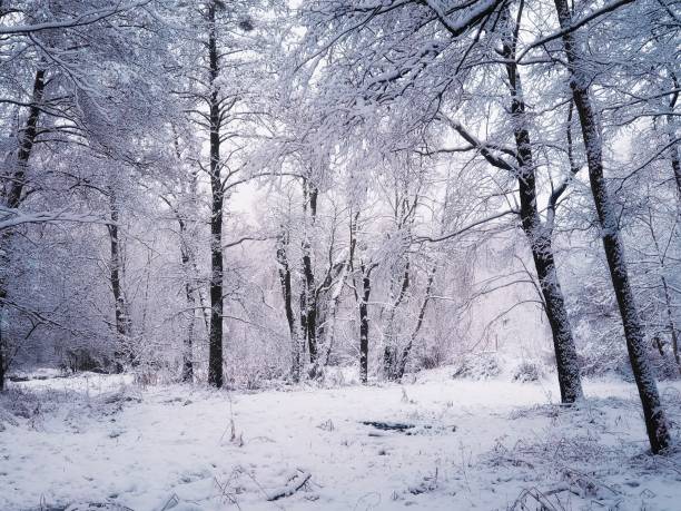 istock Magical winter forest. Trees are covered with snow and frost. 1399196225