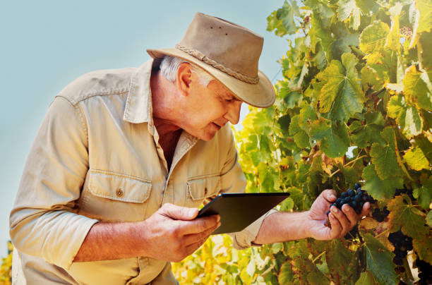 istock One senior caucasian farmer picking fresh red grapes off plant in his vineyard while using a digital tablet. Elderly man touching crops and produce on wine farm in summer. Checking fruit for harvest 1399196378