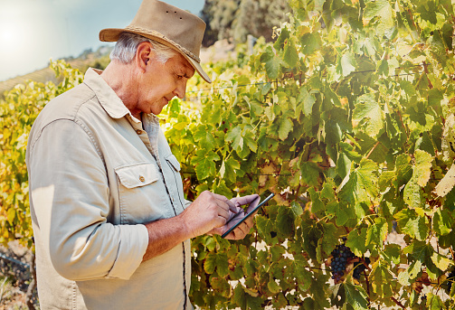 One senior caucasian farmer using a digital tablet on his vineyard. Serious elderly man standing alone and browsing while using technology on wine farm in summer. Old farmer with crops and agriculture