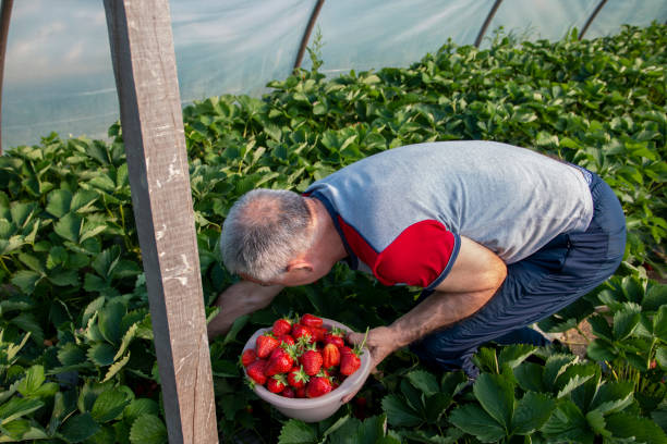 istock Happy farmer picking ripe strawberries in a plastic box in  greenhouse 1399196671