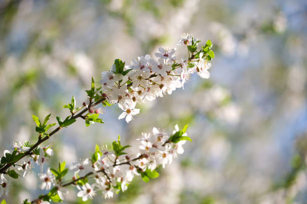 istock Twigs of cherry tree with white blossoming flowers in early spring 1399197090