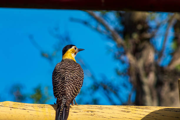The field woodpecker (Colaptes campestris) is a large South American, grassland and terrestrial woodpecker. It is also known as chanchã, picochanchã and woodpecker-chanchã.